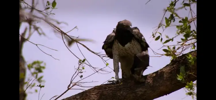 Martial eagle (Polemaetus bellicosus) as shown in Africa - Savannah